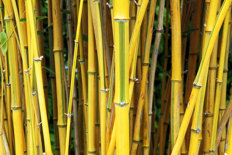 Phyllostachys aureosulcata f. spectabilis (Showy Yellow Grove Bamboo)