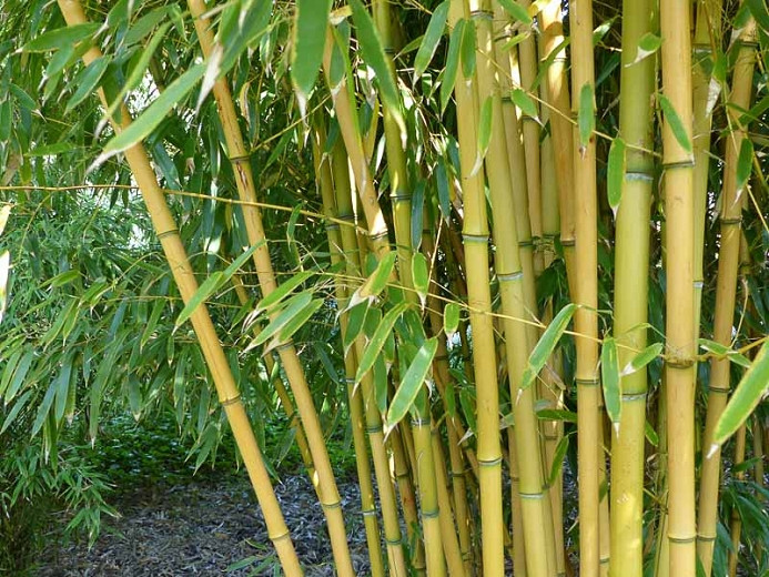 Phyllostachys aureosulcata f. aureocaulis (Yellow Grove Bamboo)