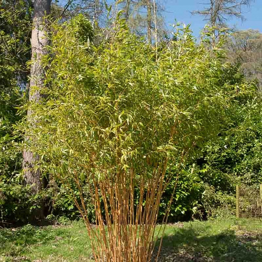 Phyllostachys bambusoides Holochrysa (Allgold Bamboo)