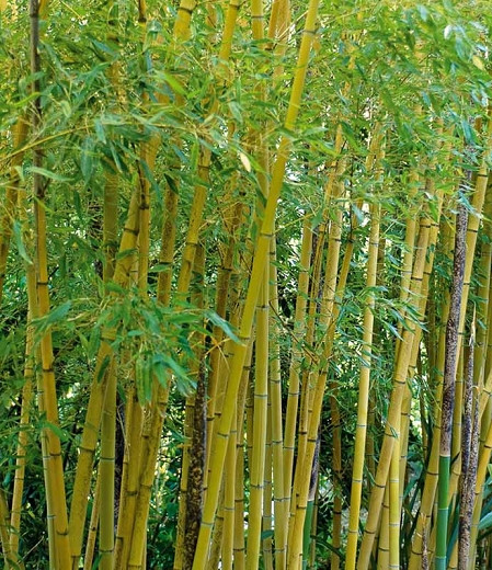 Phyllostachys aurea (Fish-Pole Bamboo)