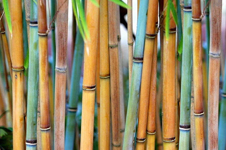 Himalayacalamus hookerianus (Blue Bamboo)