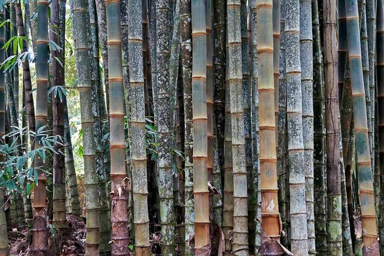 Dendrocalamus giganteus (Giant Bamboo)