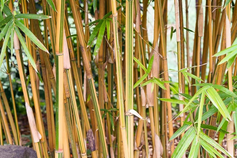 Bambusa multiplex Alphonse Karr (Bamboo)