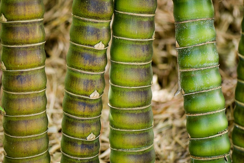 Bambusa vulgaris Wamin (Dwarf Buddha Belly Bamboo)