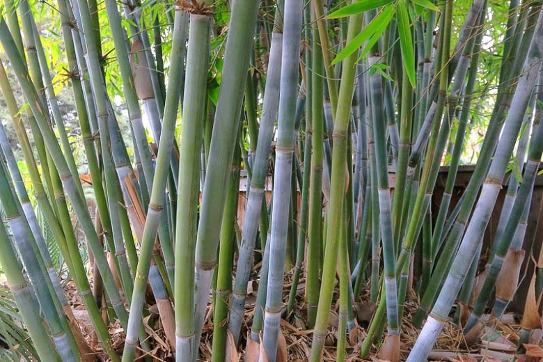 Bambusa chungii Barbelletta (Blue Bamboo)