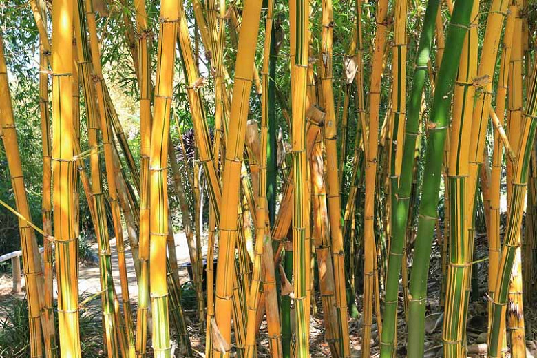 Bambusa vulgaris Vittata (Painted Bamboo)