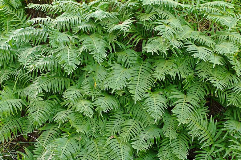 Polypodium cambricum (Welsh Polypody)