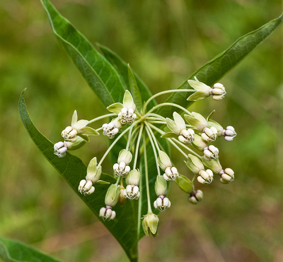 Asclepias exaltata (Poke Milkweed)