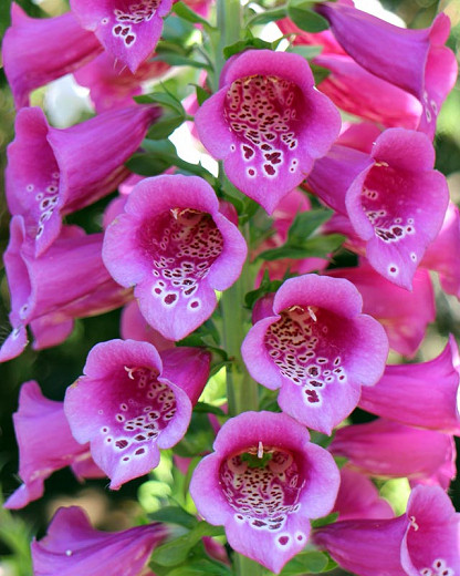 Digitalis purpurea Camelot Rose (Common Foxglove)
