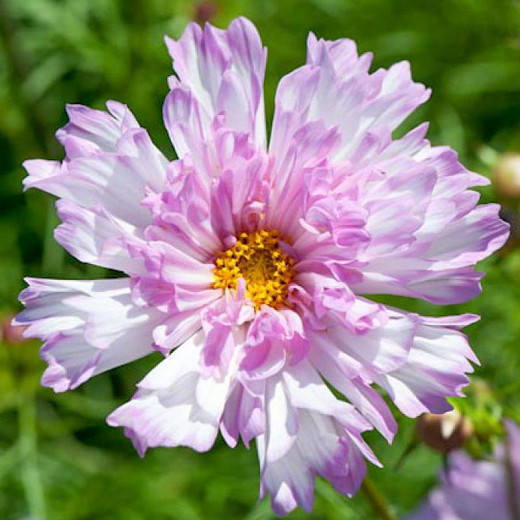 Cosmos bipinnatus Double Click Bicolor Rose