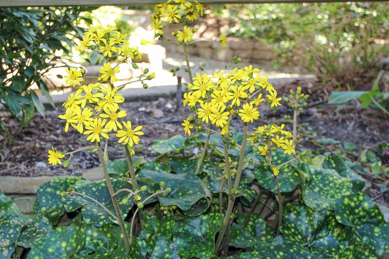 Farfugium japonicum Aureomaculatum (Leopard Plant)