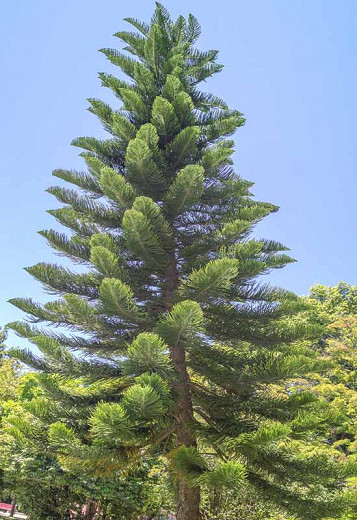 Araucaria columnaris (New Caledonian Pine)