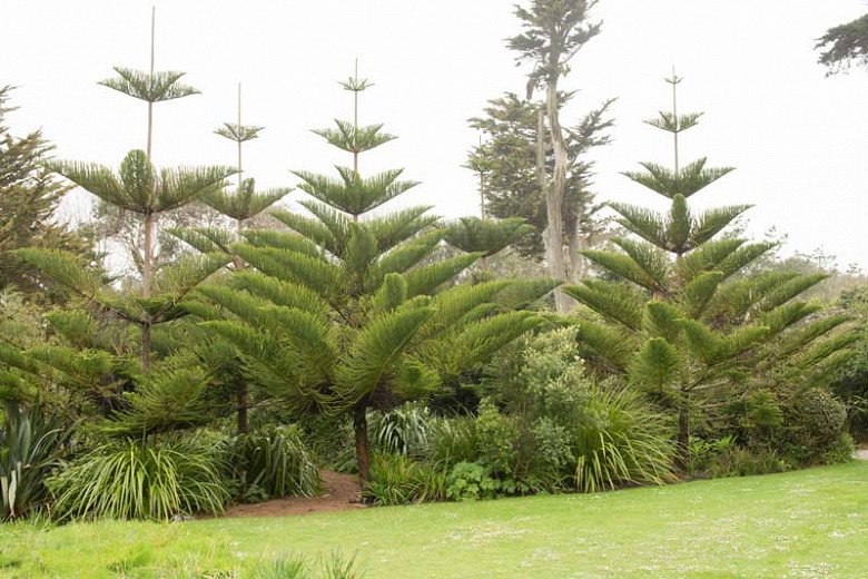 Araucaria heterophylla (Norfolk Island Pine)