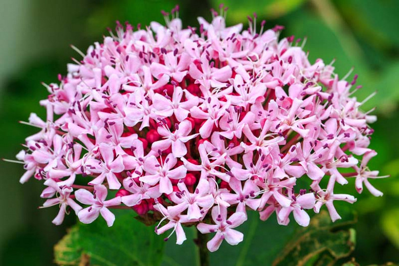 Clerodendrum bungei (Rose Glory Bower)