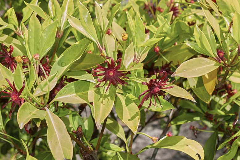 Illicium floridanum (Florida Anise)