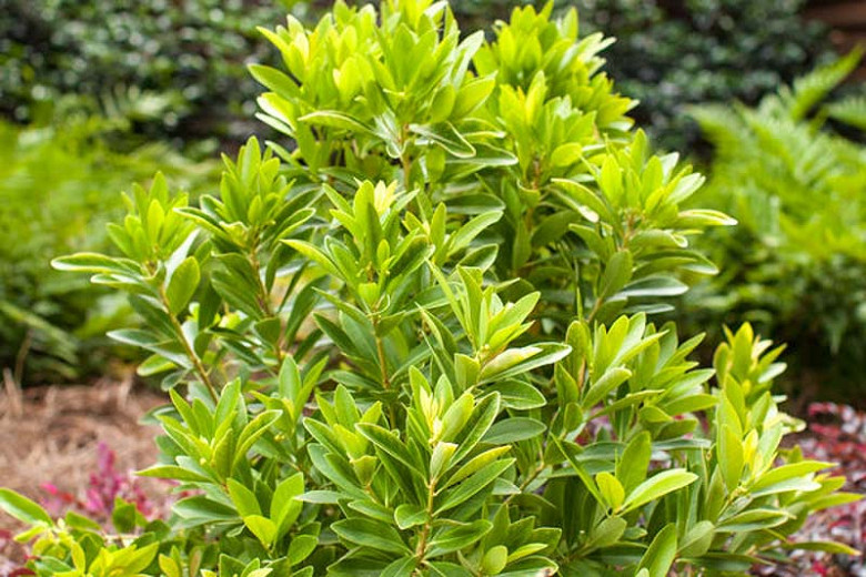 Illicium parviflorum BananAppeal® (Small Anise)