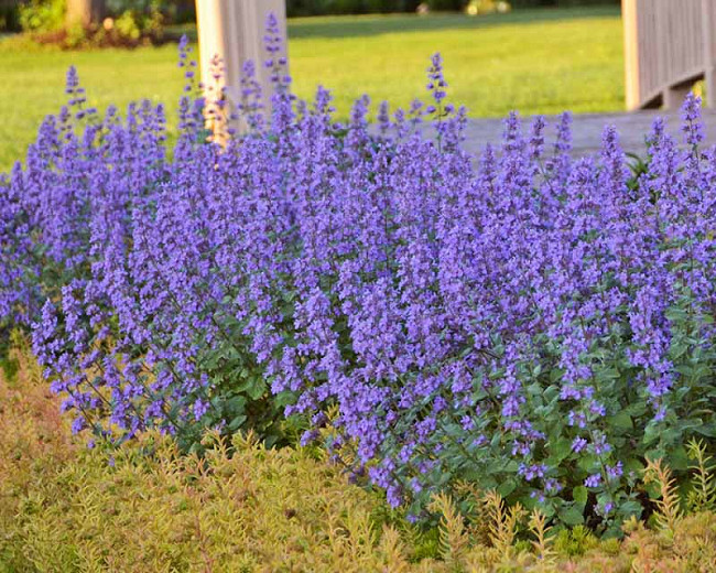 Nepeta x faassenii Cats Meow (Catmint)