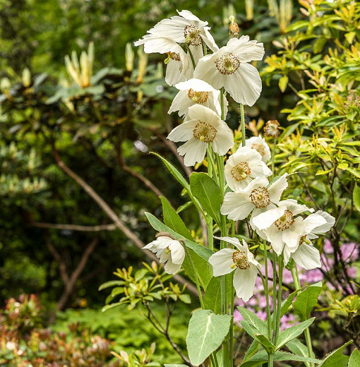 Meconopsis Marit (Himalayan Poppy)