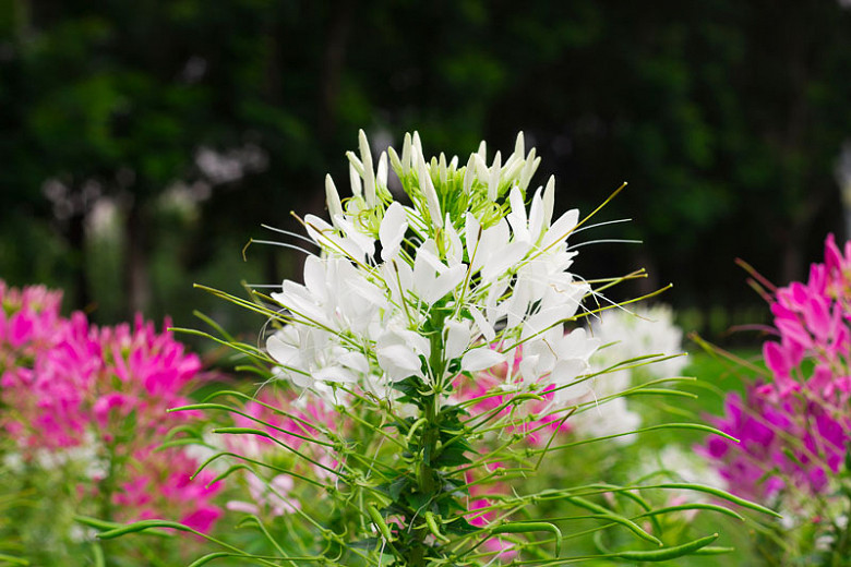 Cleome hassleriana White Queen (Spider Flower)