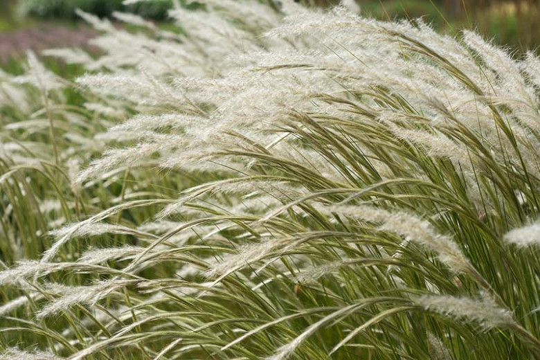 Stipa ichu (Peruvian Feather Grass)