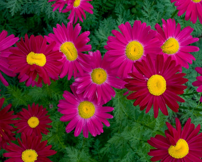 Tanacetum coccineum Robinsons Red (Painted Daisy)