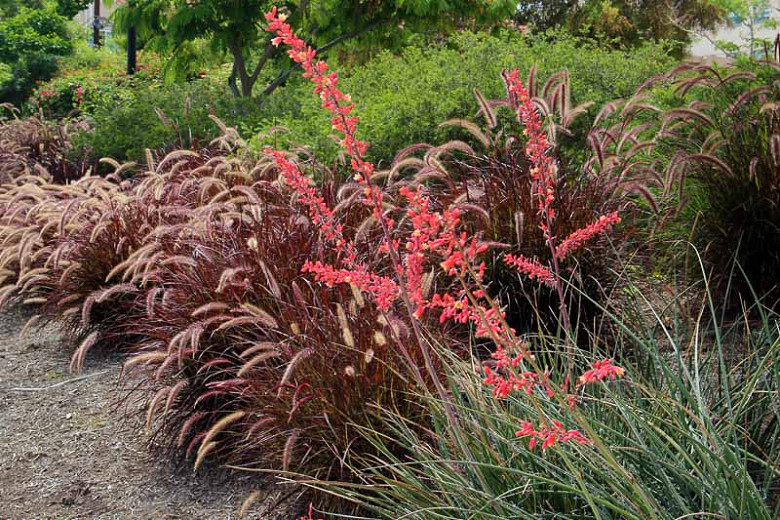 Hesperaloe parviflora (Red Yucca)