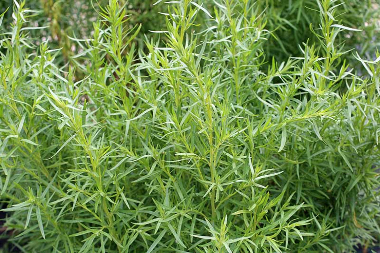 Artemisia dracunculus (French Tarragon)