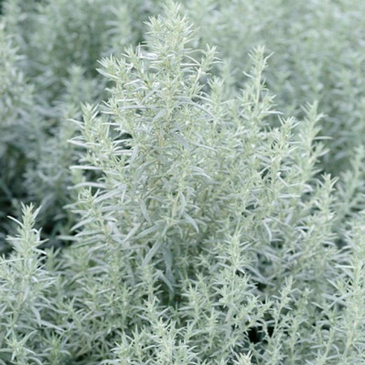 Artemisia ludoviciana Silver Queen (White Sage)