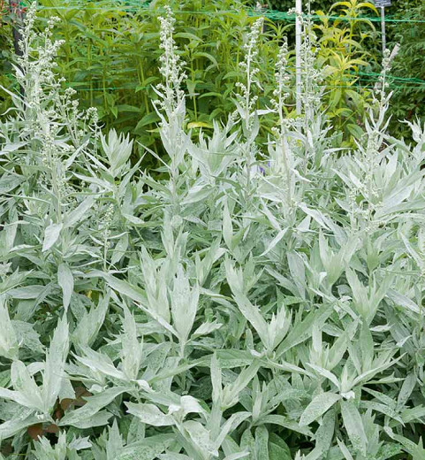 Artemisia ludoviciana Valerie Finnis (White Sage)