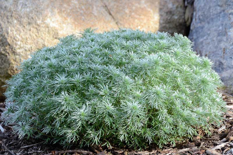 Artemisia schmidtiana Silver Mound (Wormwood)