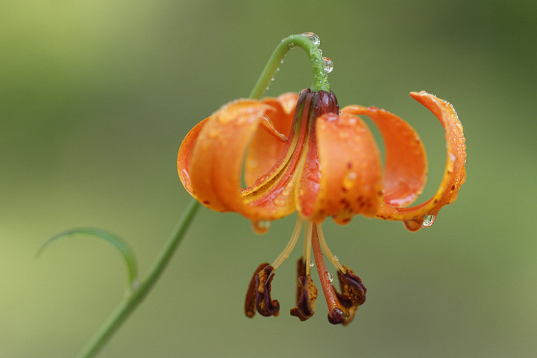 Lilium michiganense (Michigan Lily)
