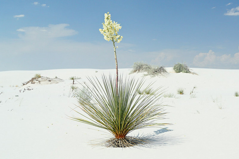 Yucca elata (Soaptree Yucca)