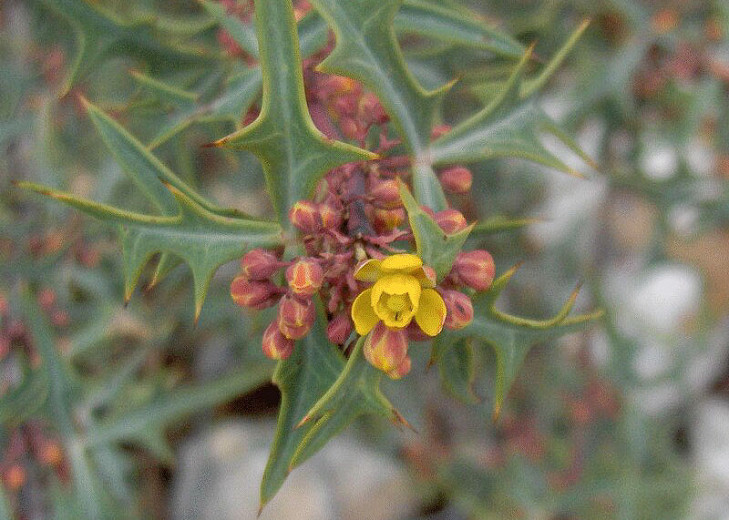 Mahonia trifoliolata (Agarita)