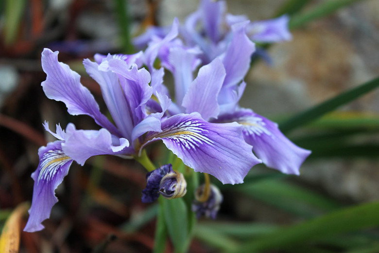 Iris douglasiana (Douglas Iris)