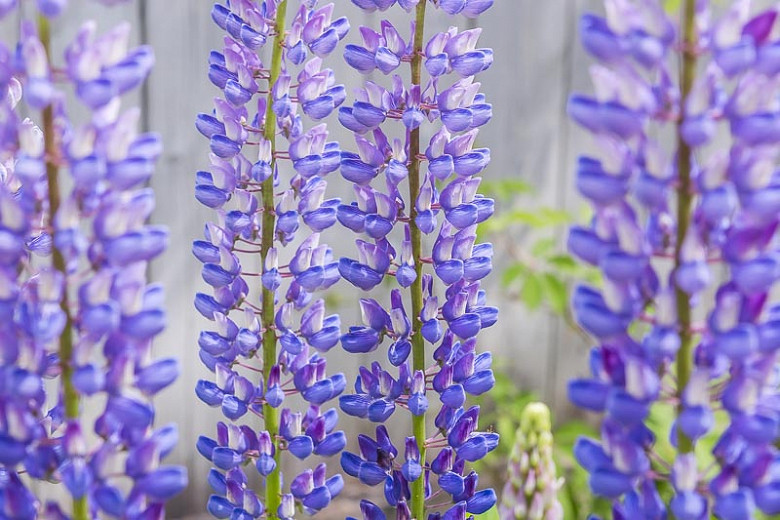 Lupinus albifrons (Silver Lupine)