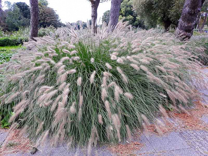 Pennisetum alopecuroides Hameln (Fountain Grass)