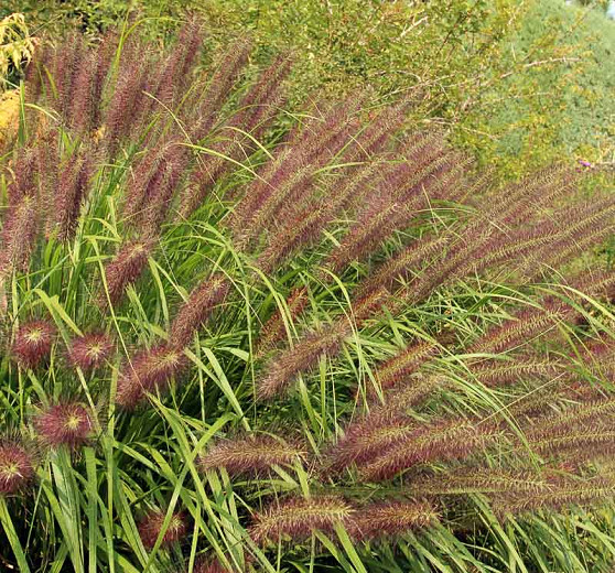 Pennisetum alopecuroides Red Head (Fountain Grass)