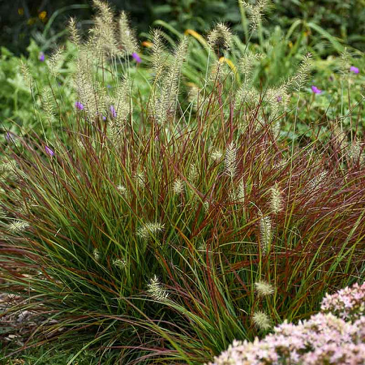 Pennisetum alopecuroides Burgundy Bunny (Fountain Grass)