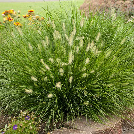 Pennisetum alopecuroides Little Bunny (Fountain Grass)