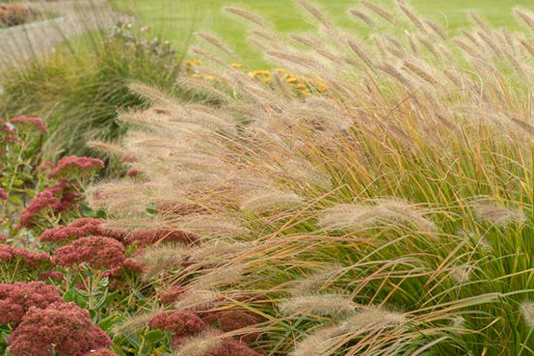 Pennisetum alopecuroides Desert Plains (Fountain Grass)