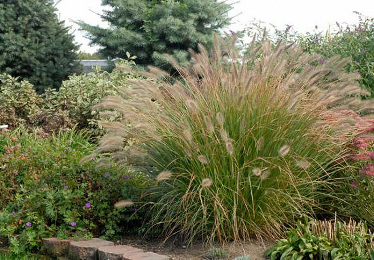 Pennisetum alopecuroides Desert Plains (Fountain Grass) – Garden
