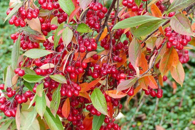 Aronia arbutifolia (Red Chokeberry)