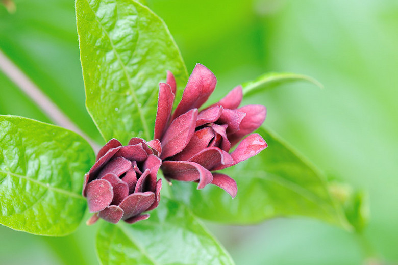 Calycanthus floridus (Carolina Allspice)