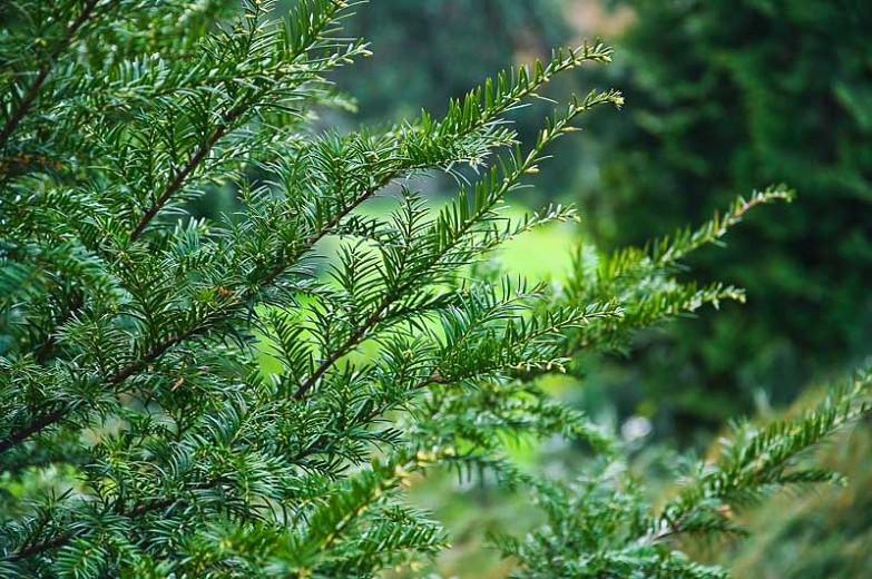 Taxus canadensis (American Yew)