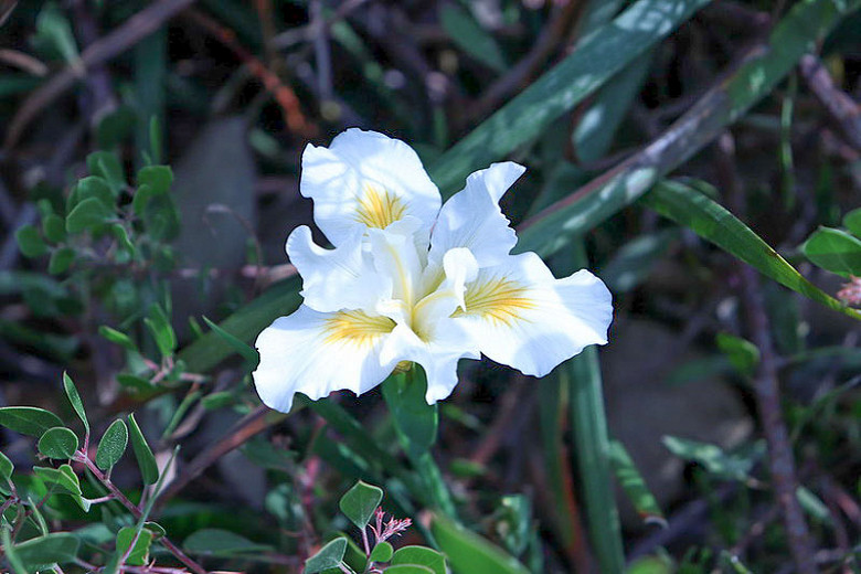 Iris douglasiana Canyon Snow (Douglas Iris)