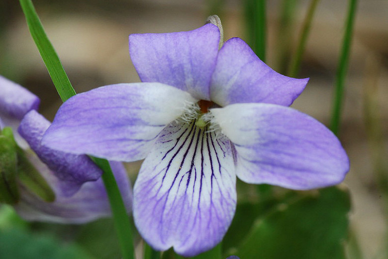Viola affinis (Sand Violet)