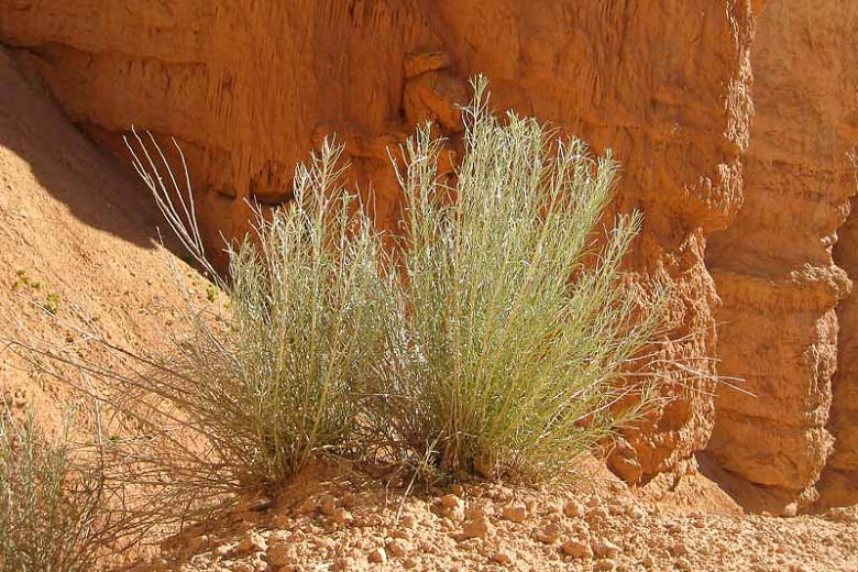 Artemisia filifolia (Sand Sagebrush)