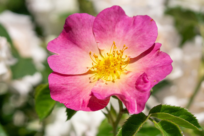 Rosa woodsii (Western Wild Rose)