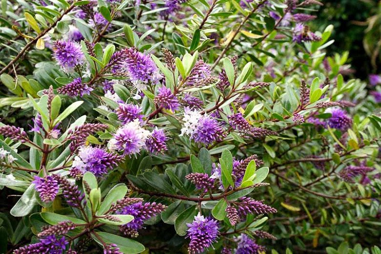Hebe buxifolia Pattys Purple