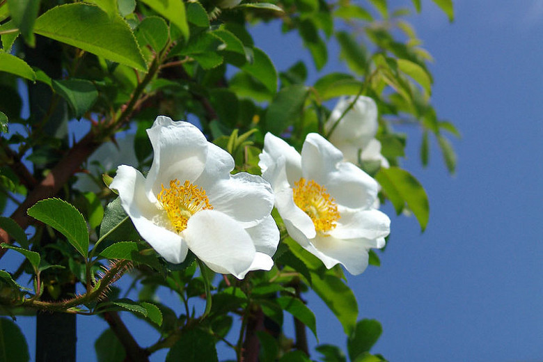 Rosa laevigata (Cherokee Rose)